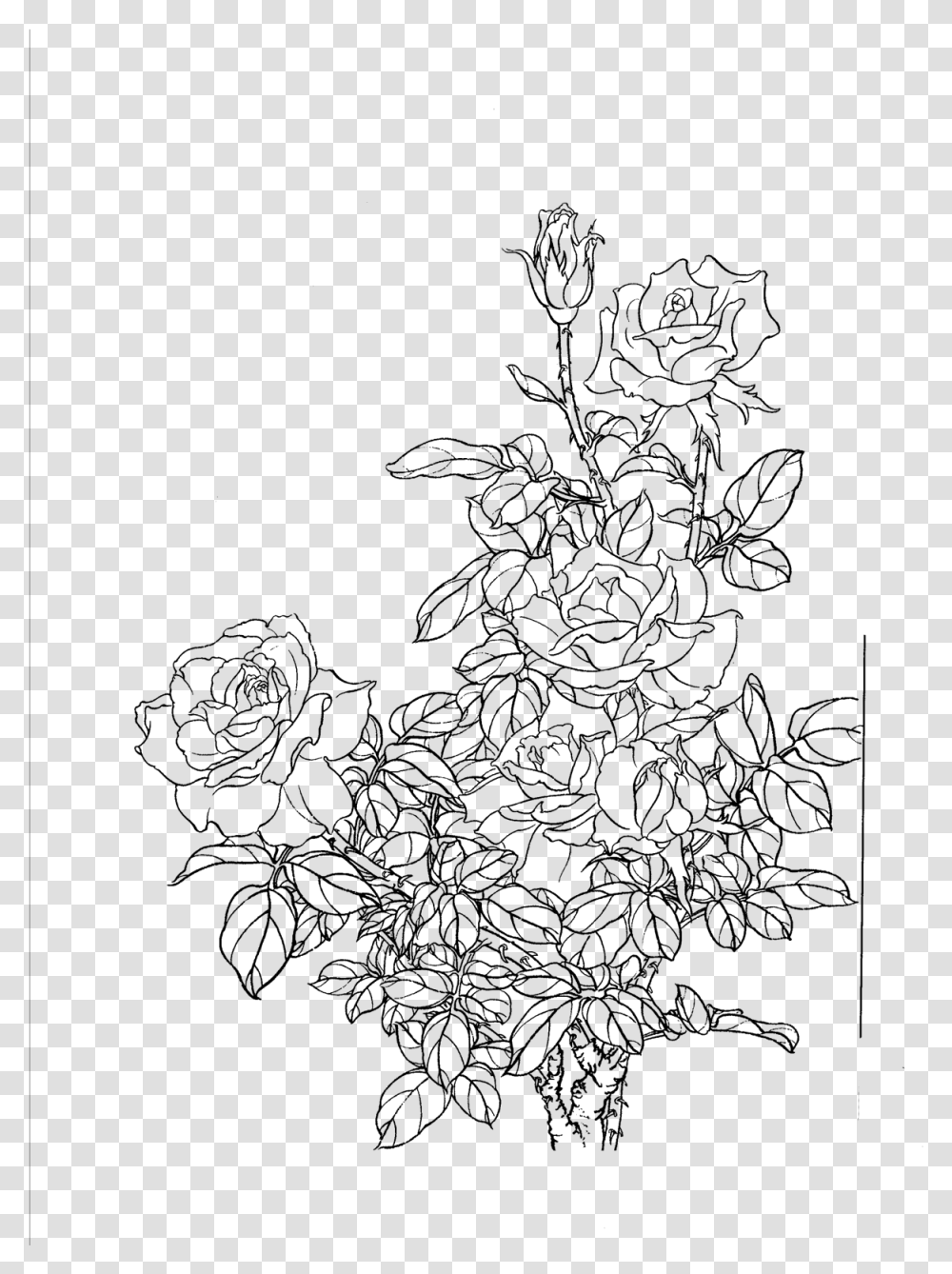 Flower Line Flower Line Drawing, Gray, World Of Warcraft Transparent Png