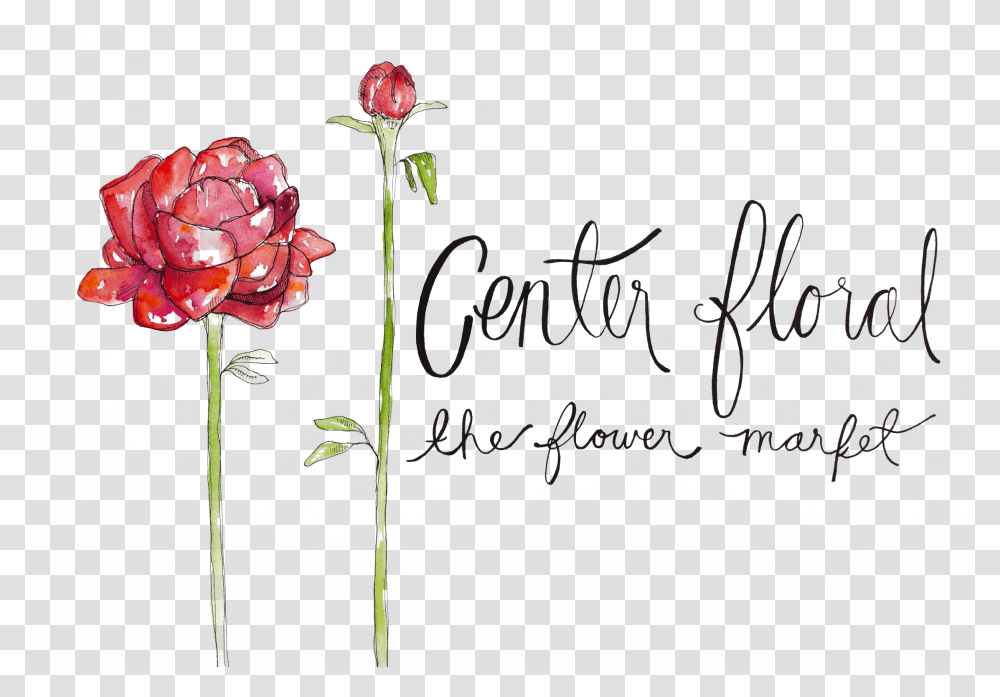 Flower Logo On, Rose, Plant, Blossom, Petal Transparent Png