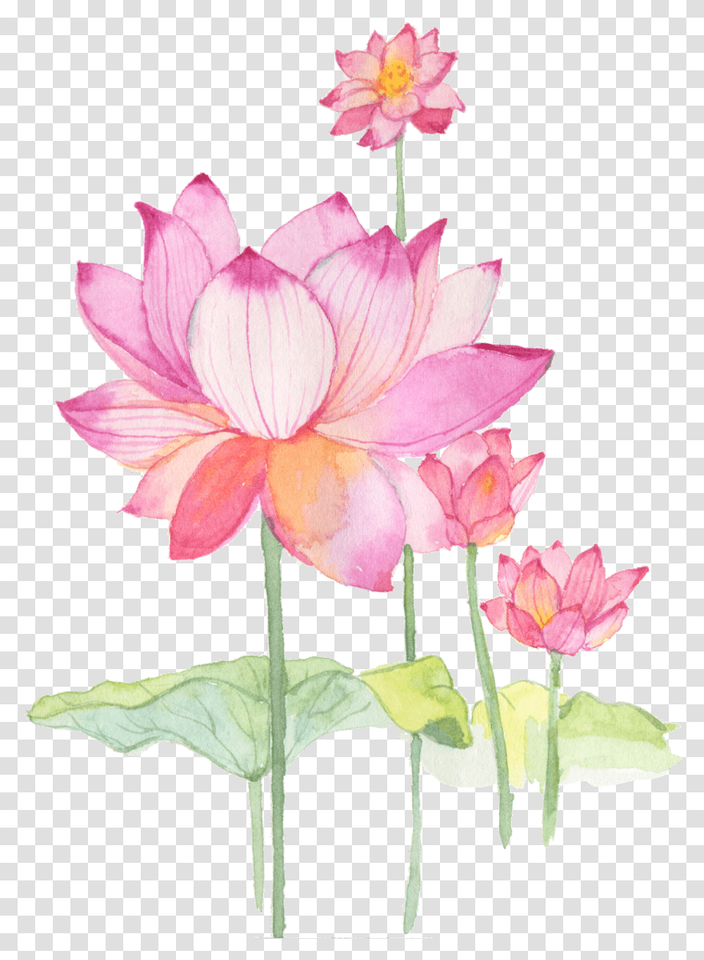 Flower Lotus Chinese Sacred Lotus, Plant, Blossom, Lily, Pond Lily Transparent Png
