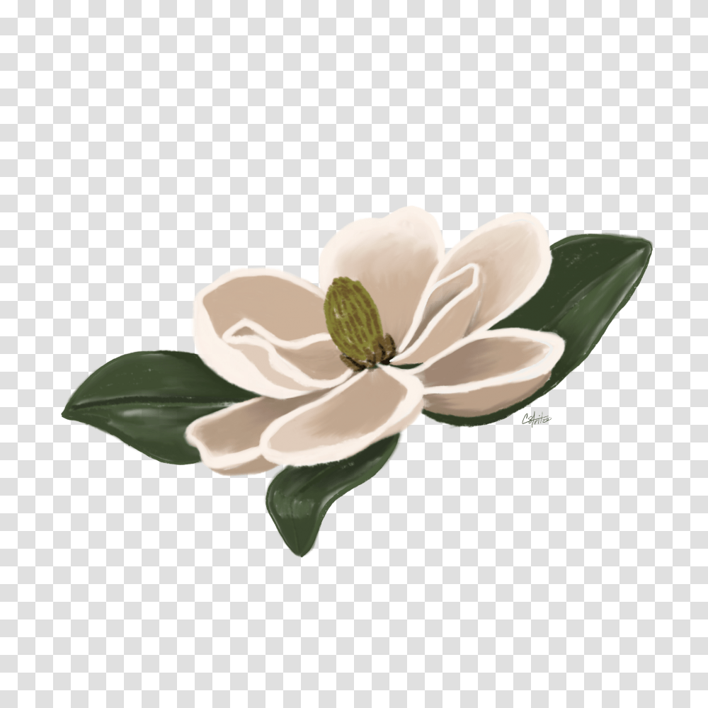 Flower Magnolia Floral Freetoedit, Plant, Blossom, Petal, Floral Design Transparent Png