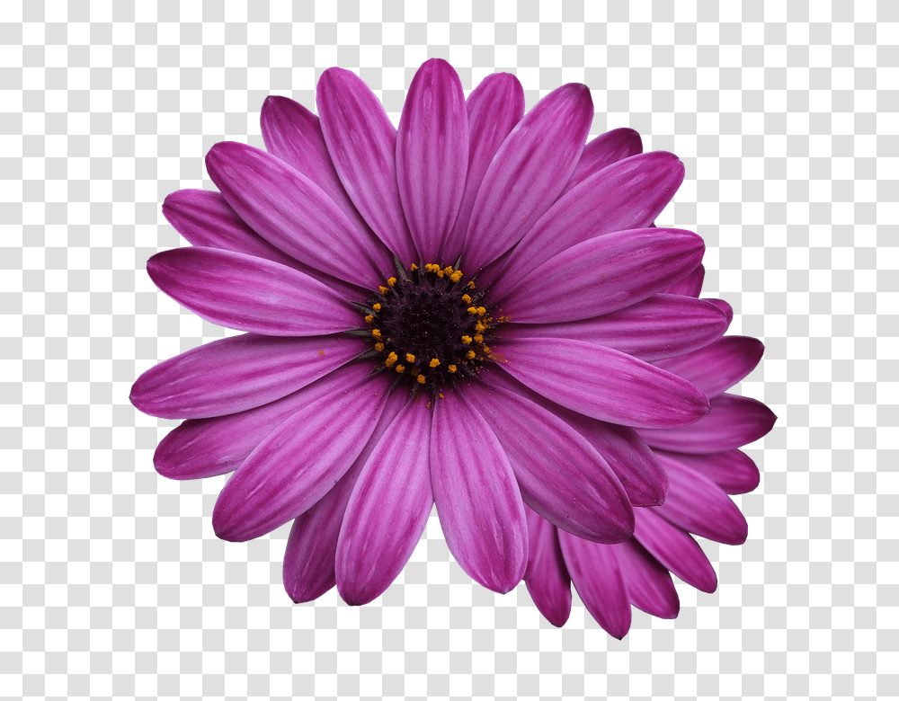 Flower Marigolds Purple Free Measure And Quote, Plant, Daisy, Daisies, Blossom Transparent Png