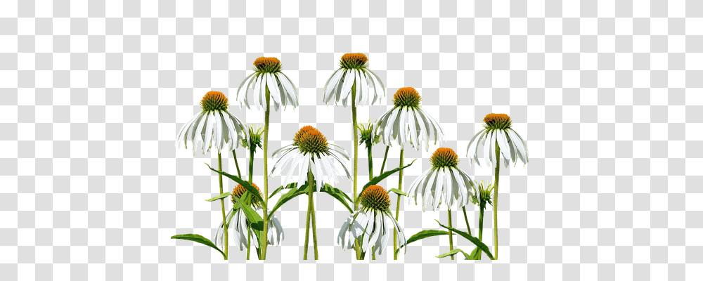 Flower Meadow Nature, Plant, Daisy, Daisies Transparent Png