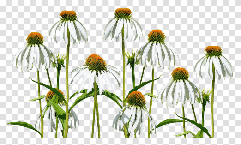 Flower Meadow Flowers Wild Free Photo On Pixabay Sweet Coneflower Background, Plant, Daisy, Pollen, Fungus Transparent Png