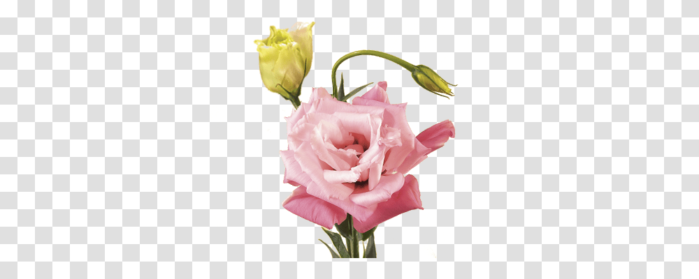 Flower Meanings Lisianthus Flower No Background, Plant, Rose, Blossom, Petal Transparent Png