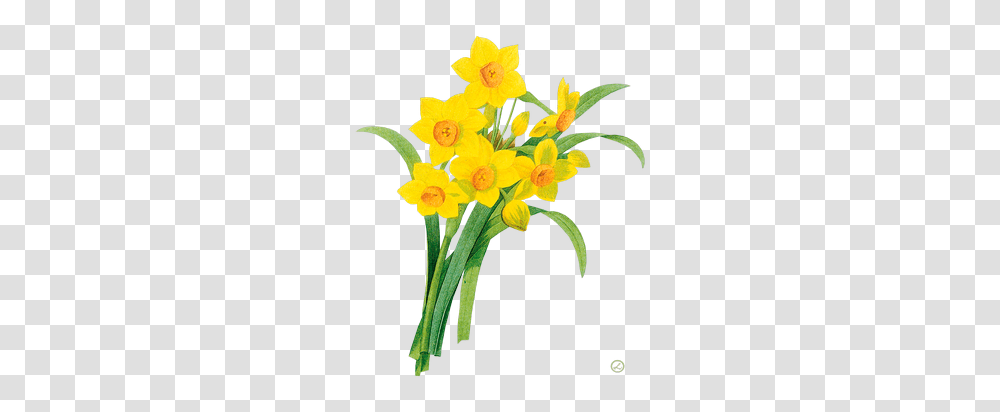 Flower Mimosa And Daffodils, Plant, Blossom Transparent Png