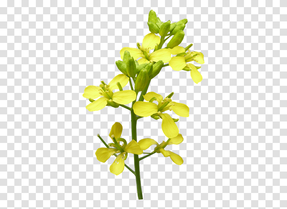 Flower Mustard Plant Bloom Mustard Flower, Blossom, Iris, Petal, Daffodil Transparent Png