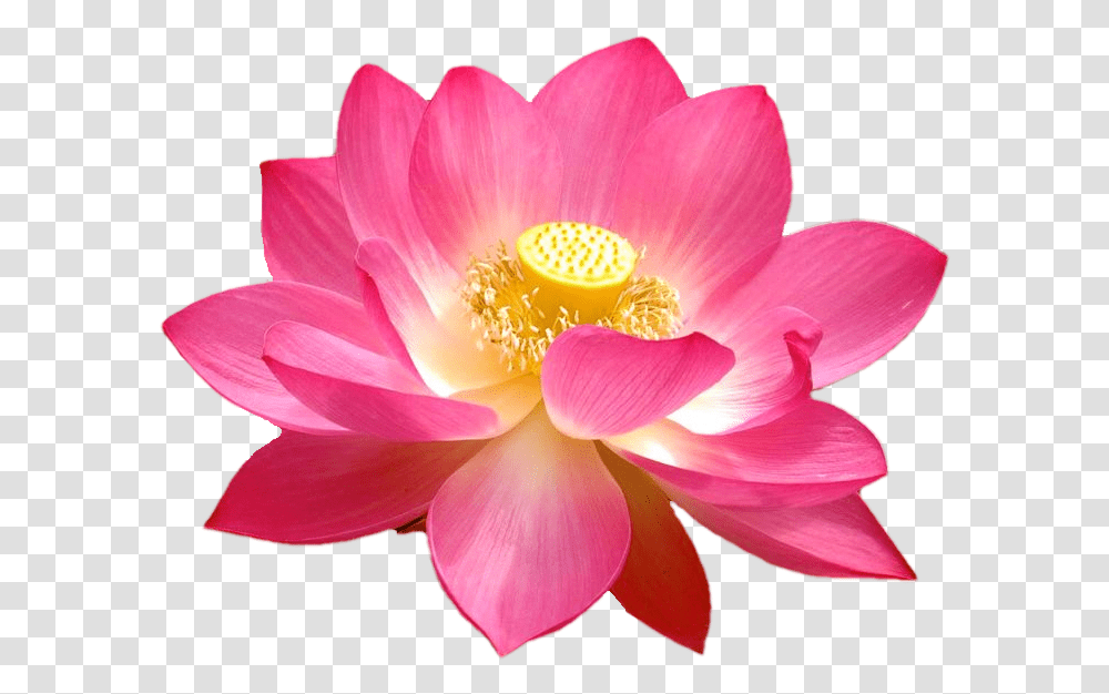 Flower National Symbols Of India, Plant, Pollen, Blossom, Dahlia Transparent Png
