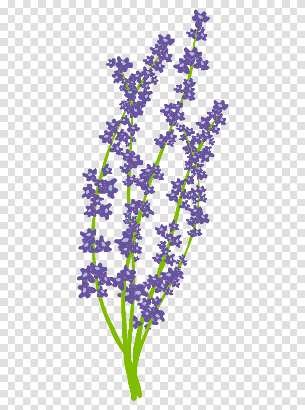 Flower Nature Free Usc Lavender Graduation, Ornament, Plant, Pattern, Tree Transparent Png
