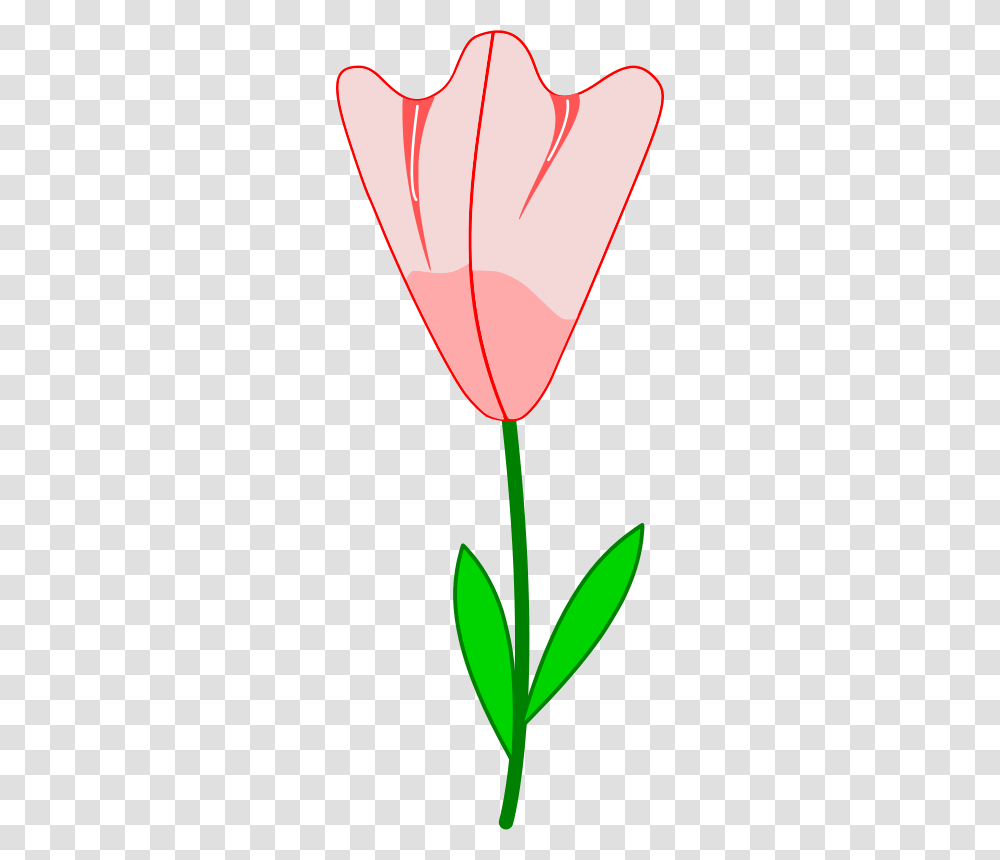 Flower, Nature, Plant, Blossom, Tulip Transparent Png