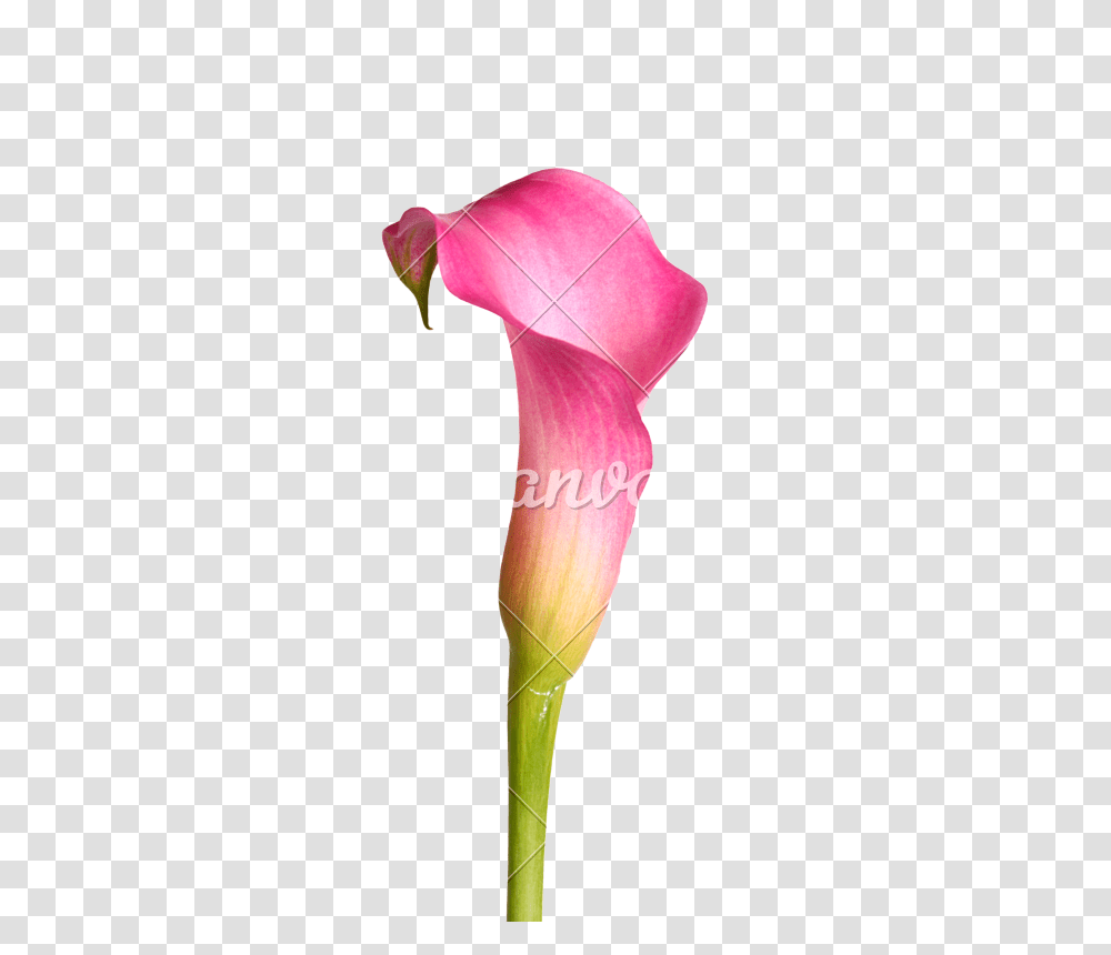 Flower Of A Calla Lily, Petal, Plant, Blossom, Araceae Transparent Png