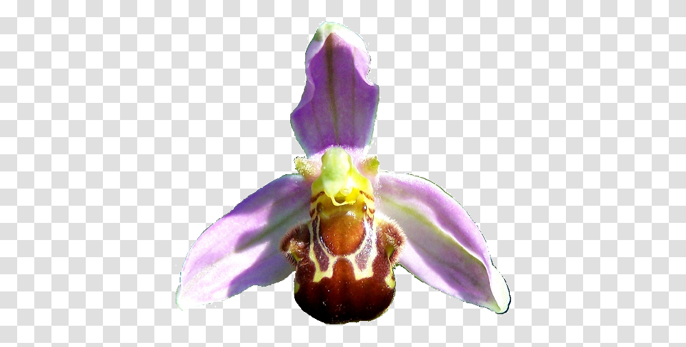 Flower Of Bee Orchid Ophrys Ophrys Apifera, Plant, Blossom, Honey Bee, Insect Transparent Png