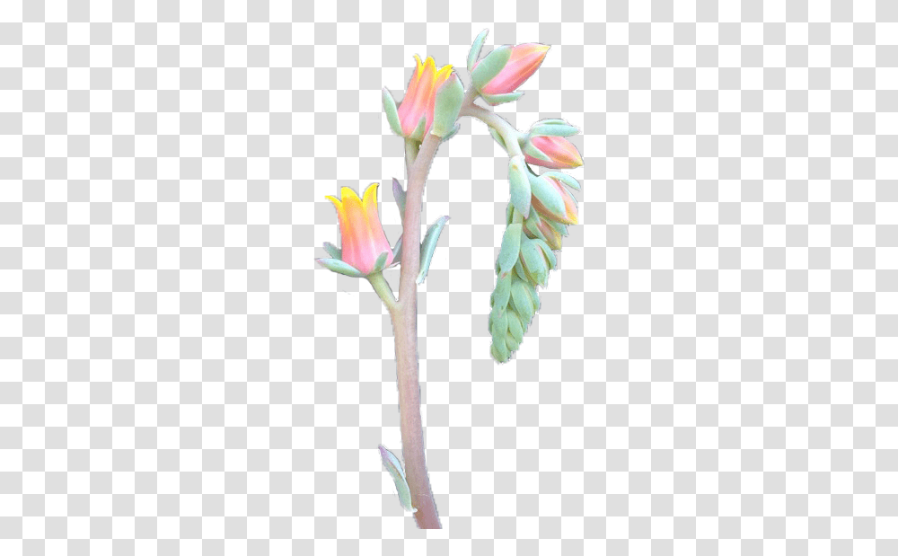 Flower On Tumblr Artificial Flower, Plant, Blossom, Acanthaceae, Amaryllidaceae Transparent Png