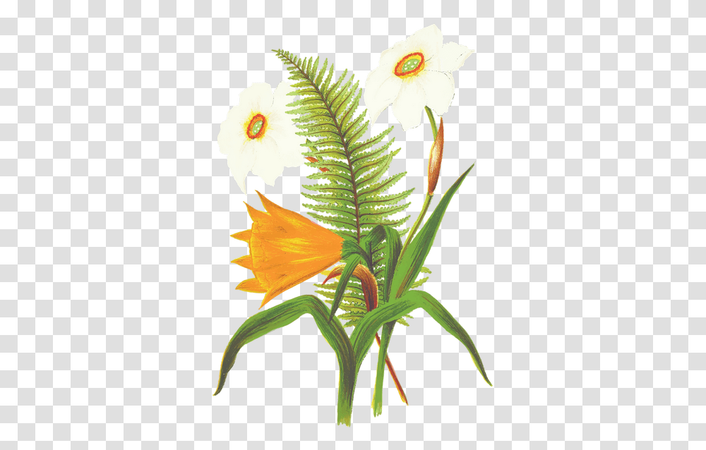 Flower Orange Fern Images - Free Fern Flower Drawing, Plant, Blossom, Bird, Animal Transparent Png