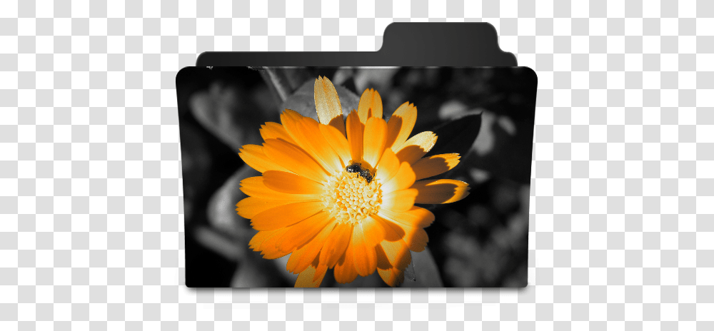 Flower Orange Icon Flower Folder Icon, Plant, Honey Bee, Insect, Invertebrate Transparent Png