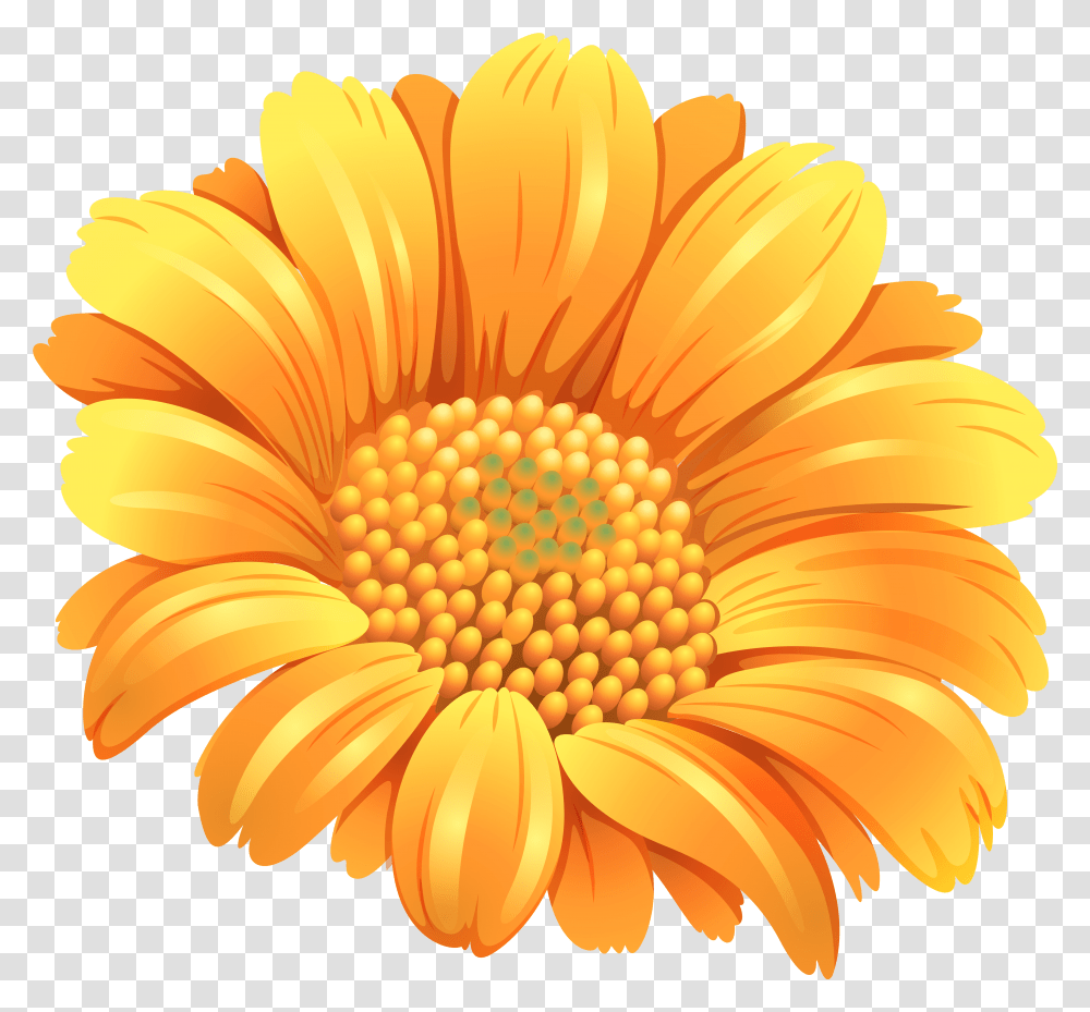 Flower Orange, Plant, Fungus, Blossom, Daisy Transparent Png