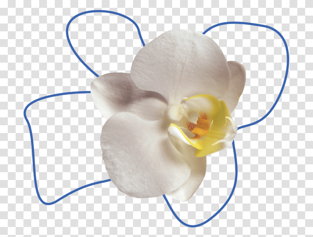 Flower Orchid Background, Plant, Blossom, Rose, Pollen Transparent Png