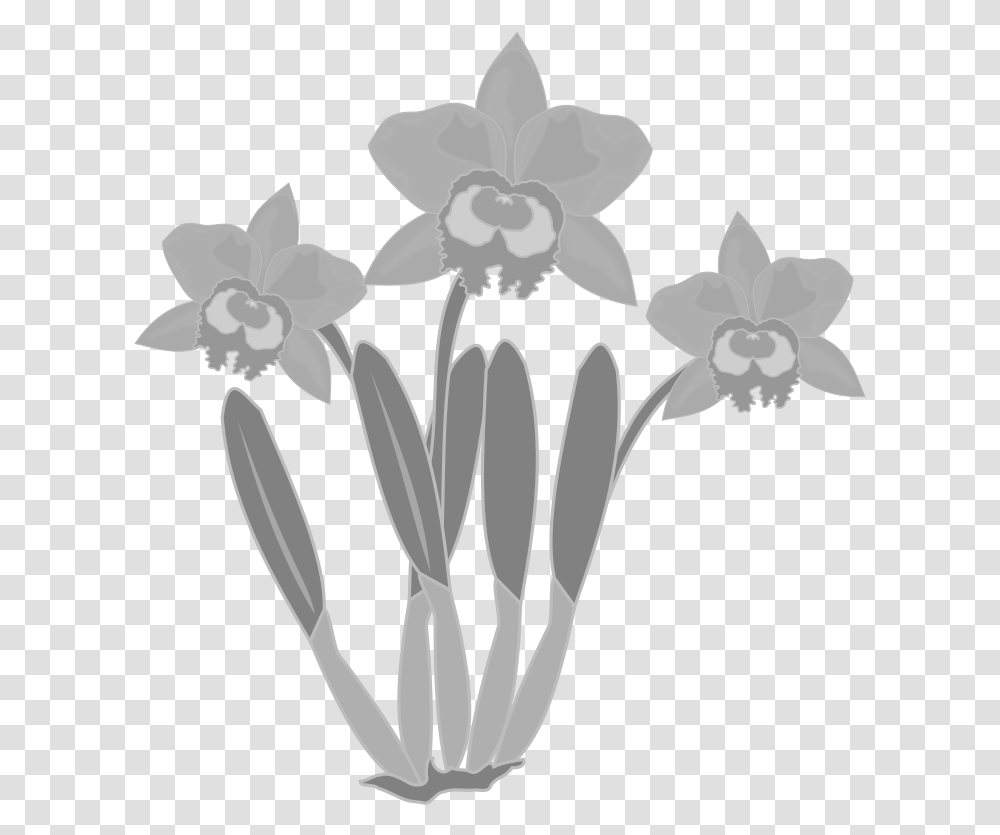 Flower Orchid Clipart Black And White, Plant, Blossom, Daffodil, Stencil Transparent Png