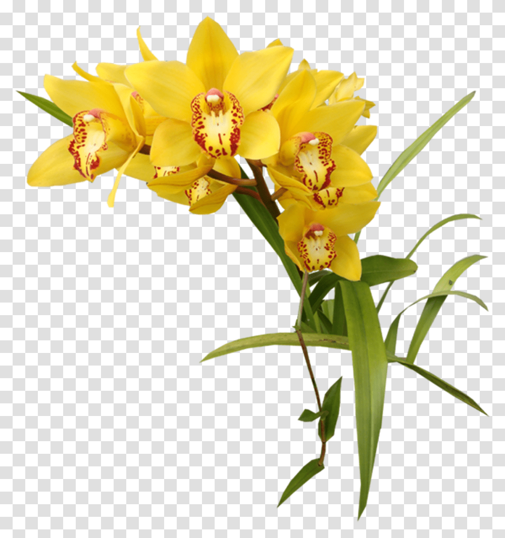 Flower Orchids Garden Roses Clip Art Yellow Flowers, Plant, Blossom, Daffodil Transparent Png