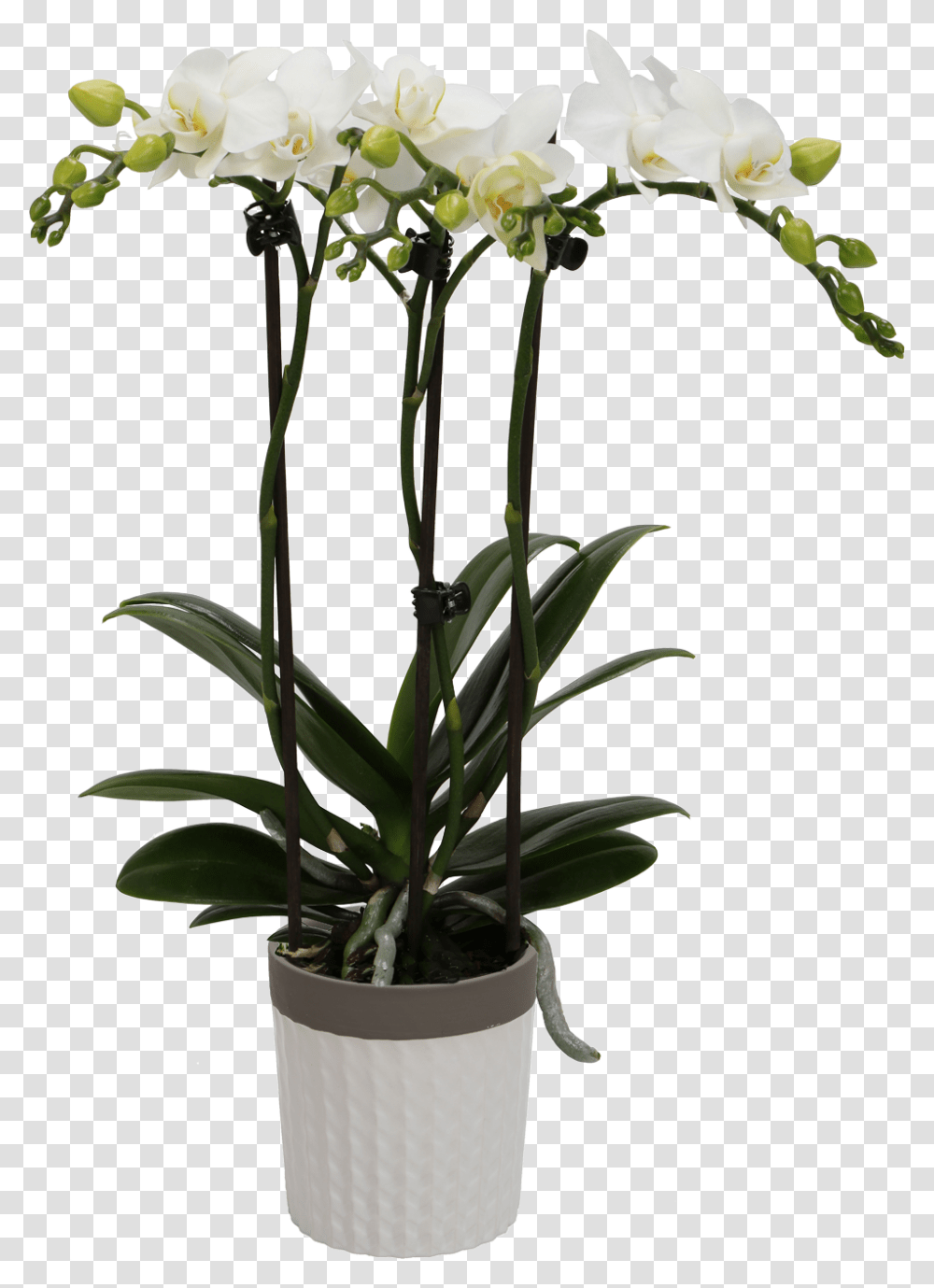 Flower Orchids Kolibri Orchids, Plant, Blossom, Petal Transparent Png