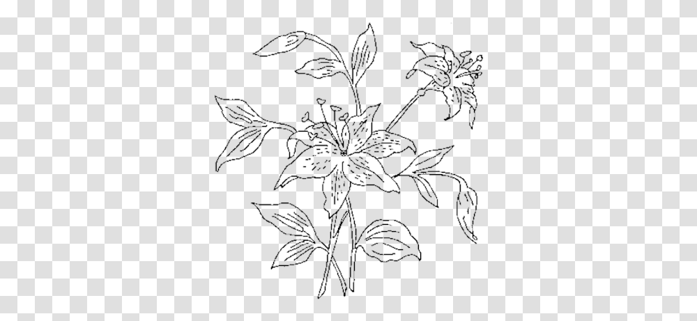 Flower Outline Lily Family, Graphics, Art, Floral Design, Pattern Transparent Png