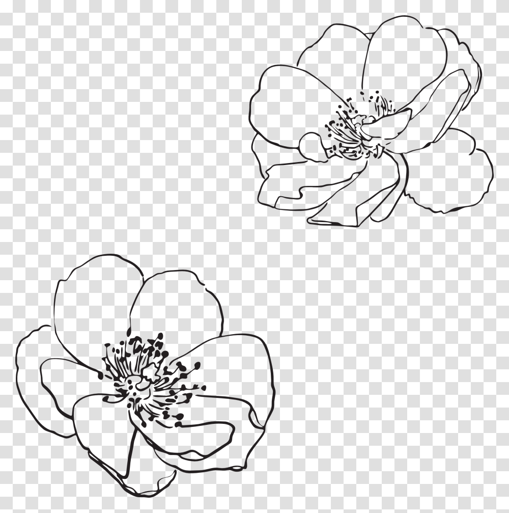 Flower Outline, Plant, Blossom, Cherry Blossom, Petal Transparent Png