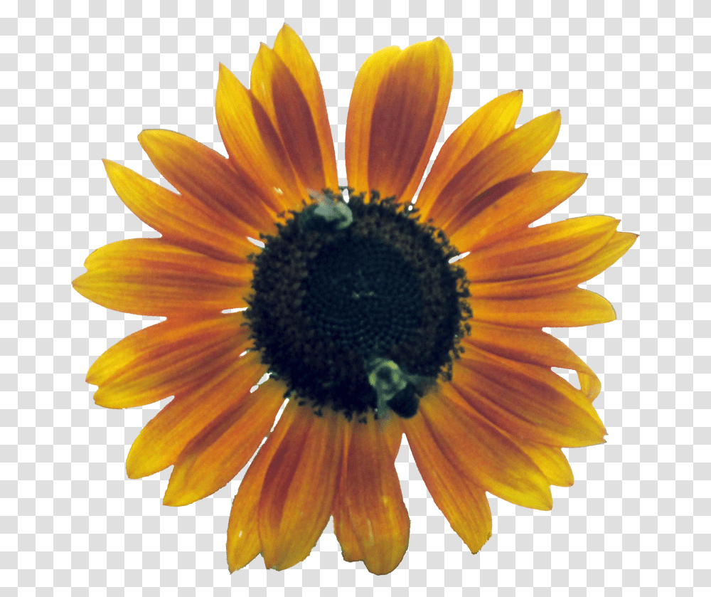 Flower Outline Sunflower, Plant, Blossom, Daisy, Daisies Transparent Png