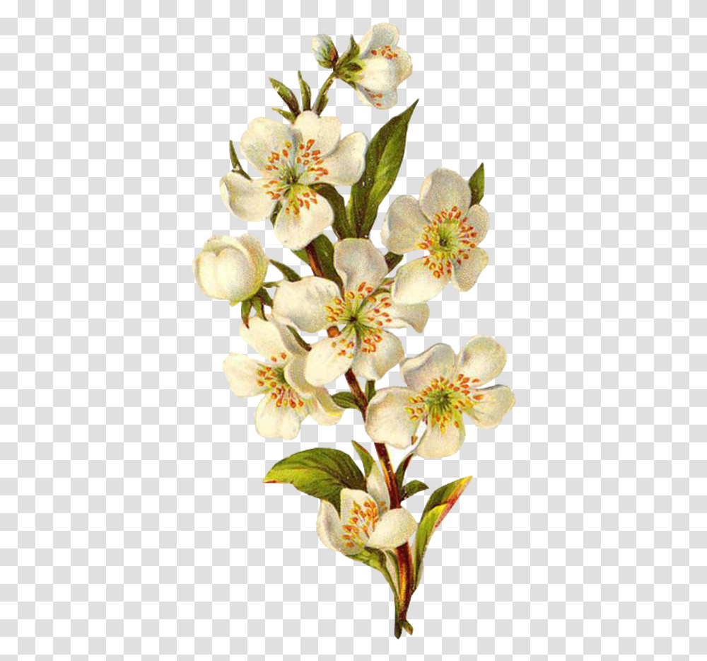 Flower Overlay Flower White Spring Overlay Free Background Vintage Flower, Plant, Blossom, Anther, Pollen Transparent Png