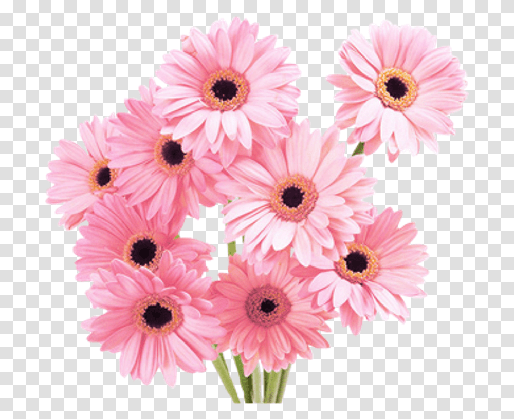 Flower Overlay Free For Most Beautiful Flower Pictures Download, Daisy, Plant, Daisies, Blossom Transparent Png