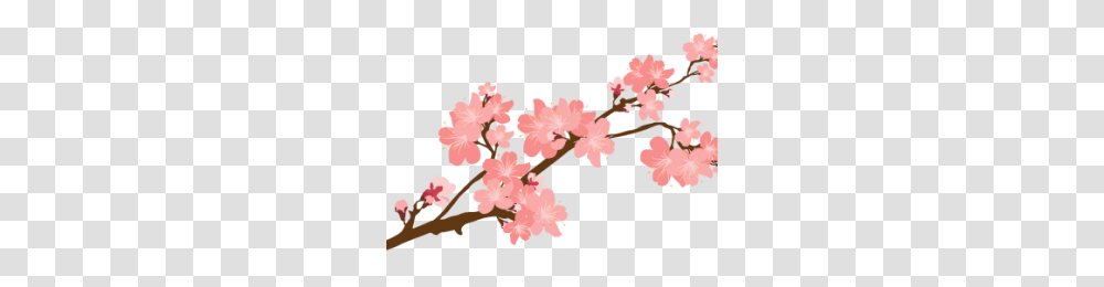 Flower Overlay Image, Plant, Blossom, Cherry Blossom Transparent Png