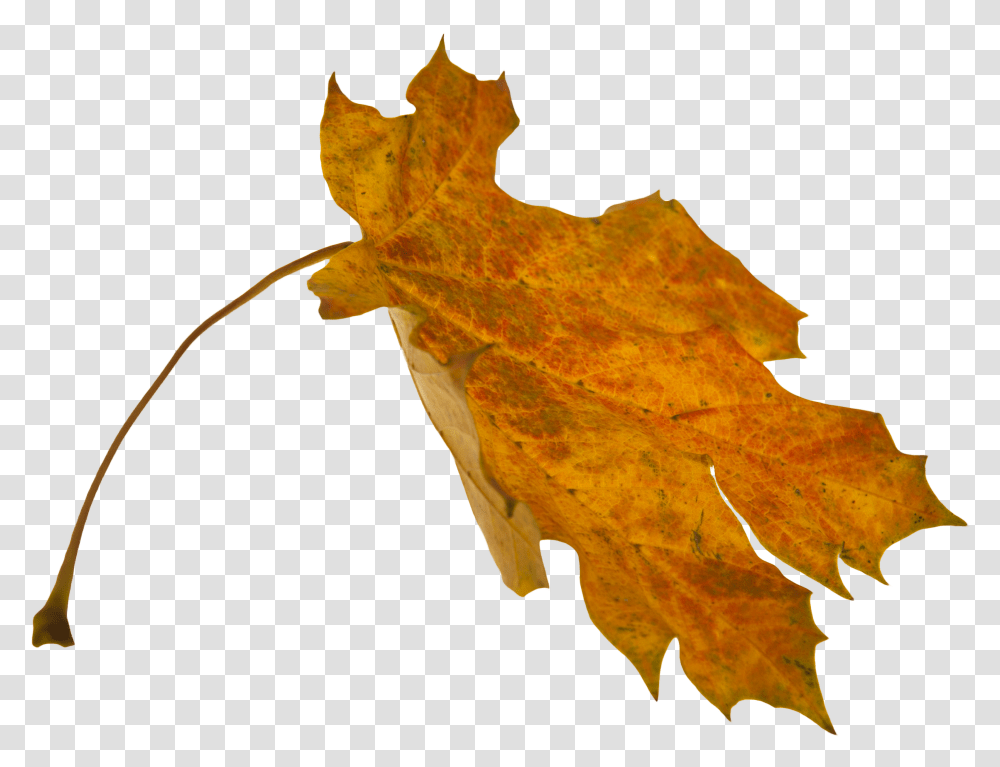 Flower Overlay Overlay Falling Leaves Transparent Png