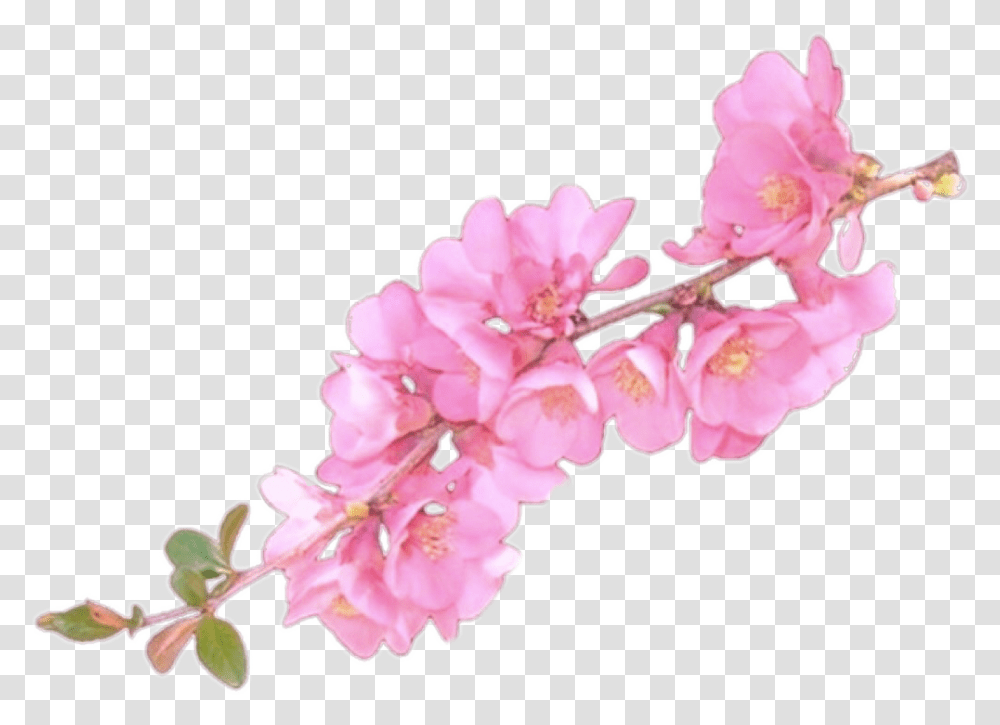 Flower Overlay Picture Flower Overlays For Edits, Plant, Blossom, Cherry Blossom Transparent Png