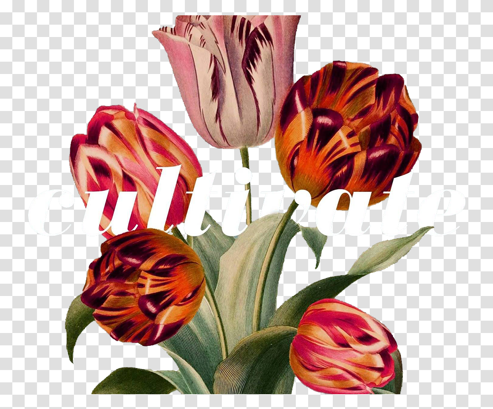 Flower Overlay Taxonoma Tulipan, Plant, Floral Design Transparent Png