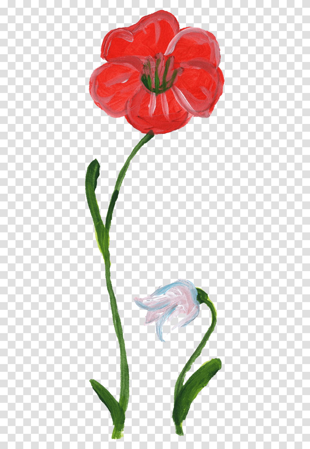 Flower Paint, Plant, Blossom, Petal, Daffodil Transparent Png