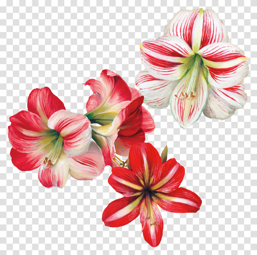 Flower Painting, Plant, Blossom, Amaryllis, Lily Transparent Png