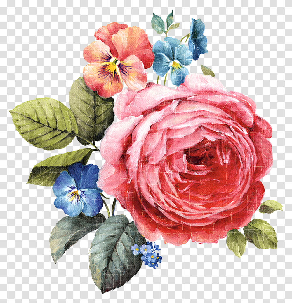 Flower Painting, Plant, Blossom, Rose, Geranium Transparent Png