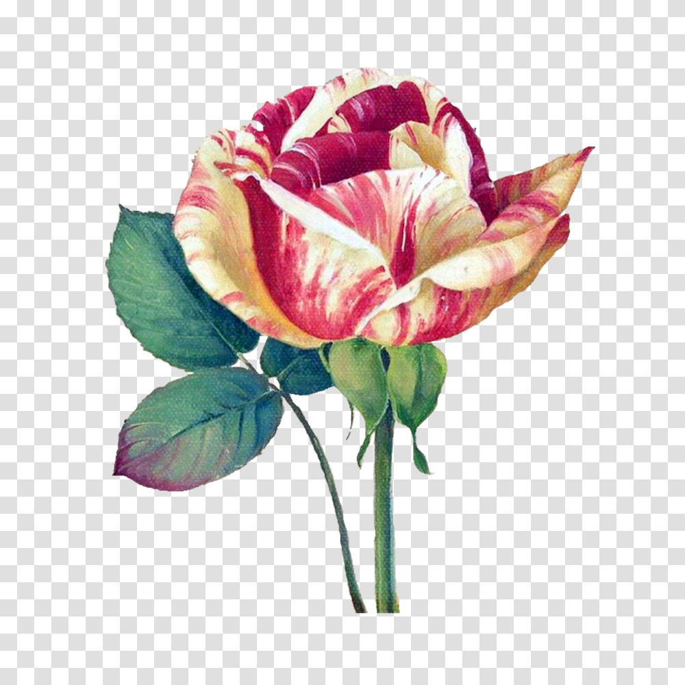 Flower Painting, Plant, Rose, Blossom, Petal Transparent Png