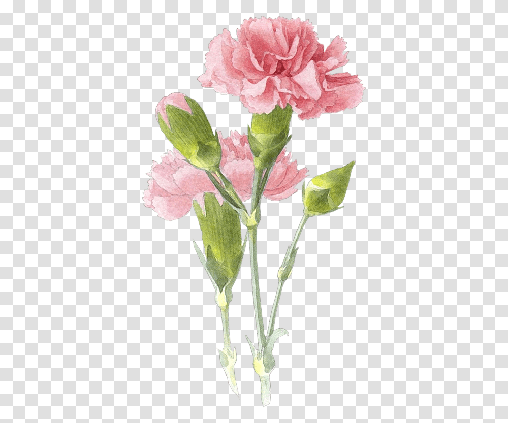 Flower Painting Watercolor Flowers Watercolor Carnation Flower Drawing, Plant, Blossom, Acanthaceae Transparent Png