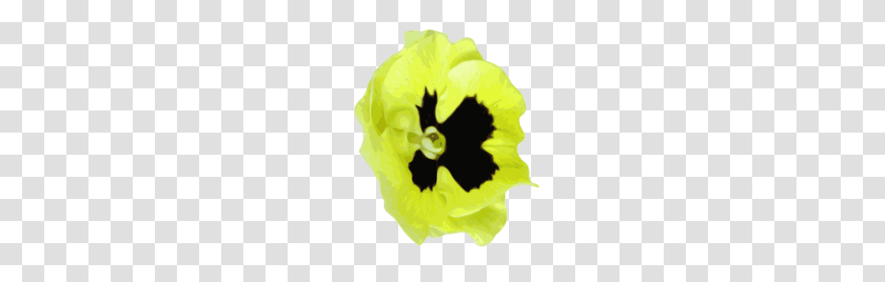 Flower Pansies Yellow Free Images, Plant, Blossom, Petal, Cat Transparent Png