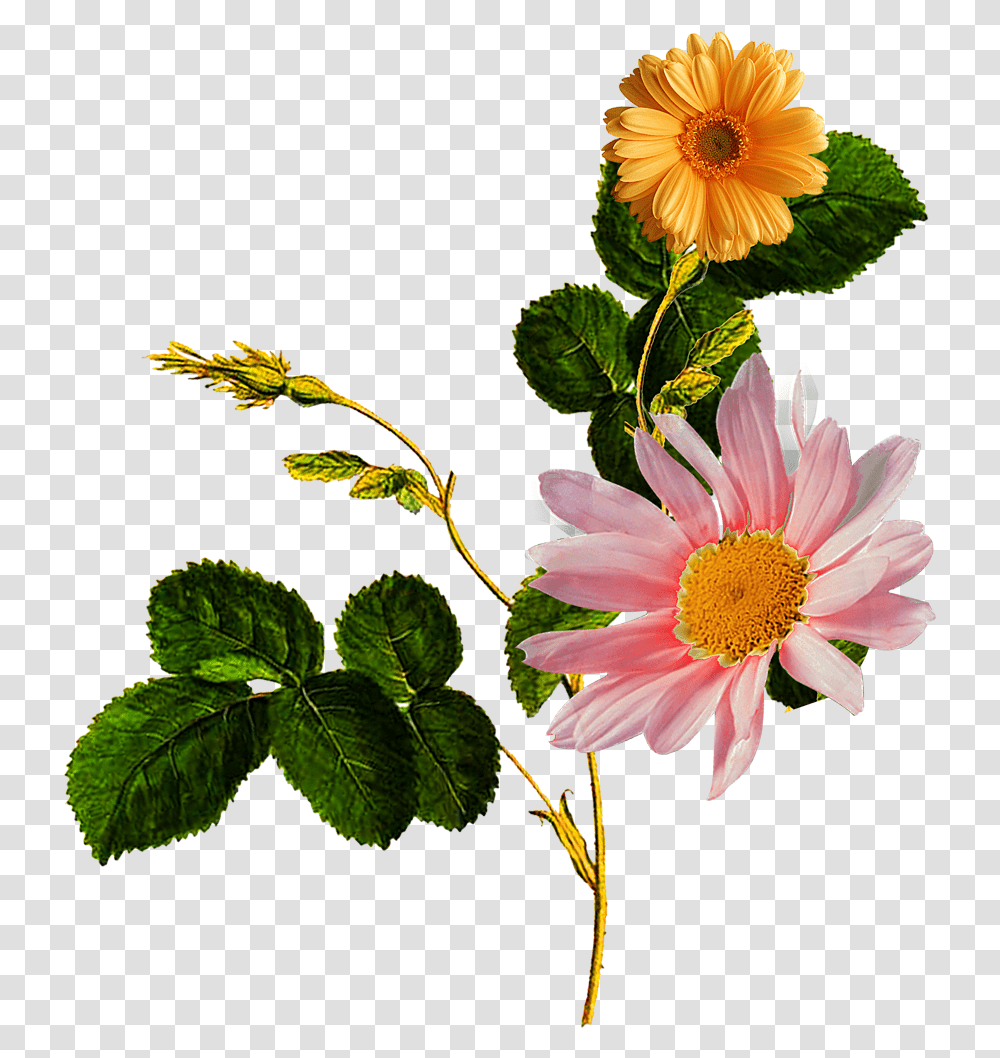 Flower Patch Textile Design, Plant, Blossom, Daisy, Daisies Transparent Png