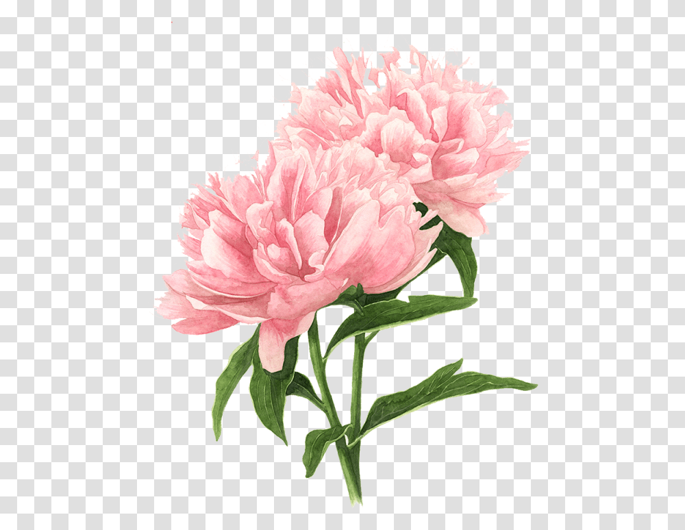Flower Peony Tree Watercolor Drawings Botanical Peony Drawing, Plant, Blossom, Carnation, Dahlia Transparent Png