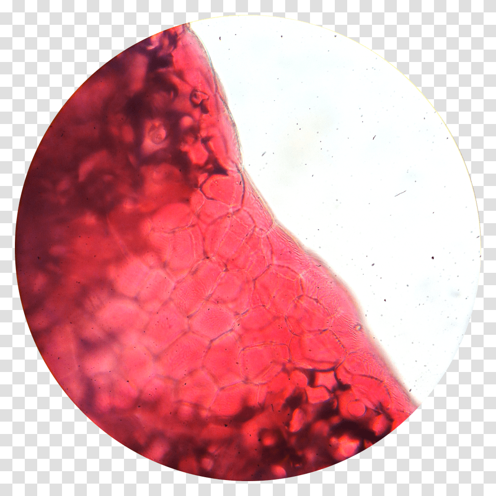 Flower Petal 1, Nature, Outdoors, Moon, Outer Space Transparent Png