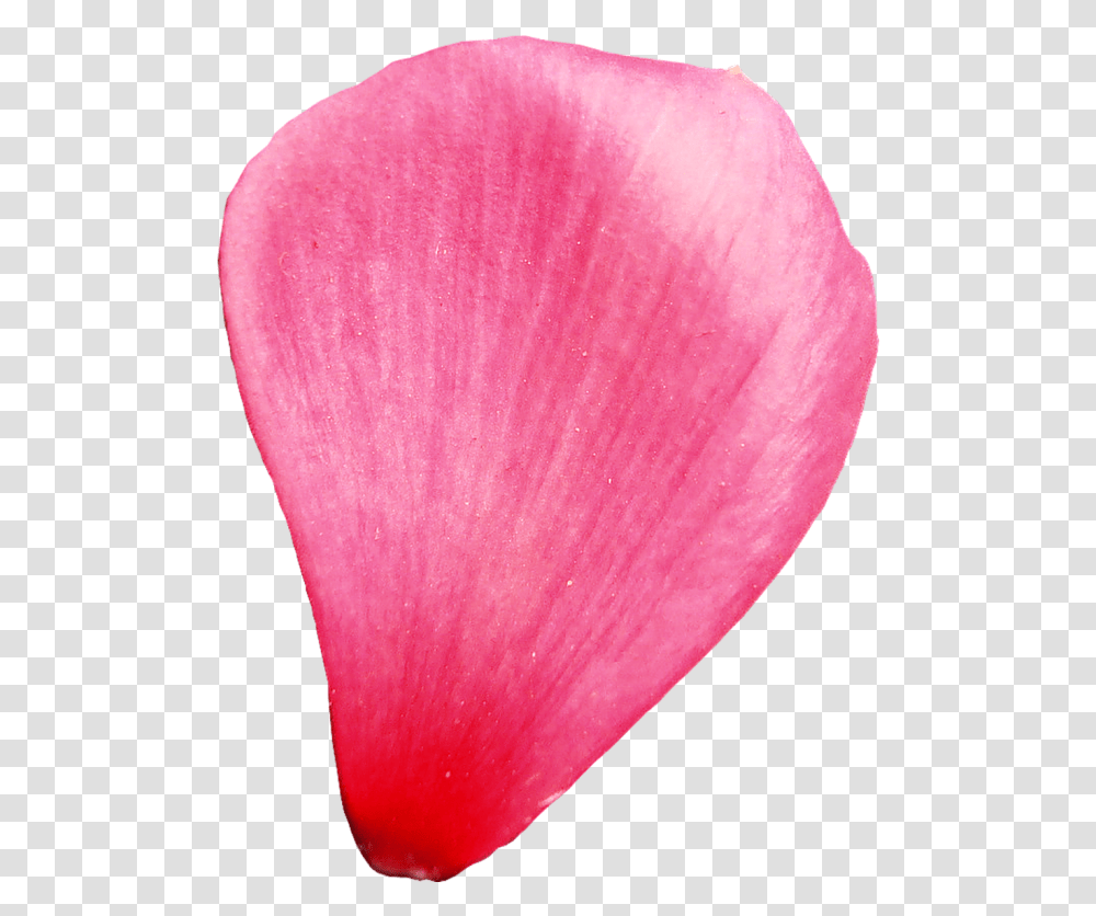 Flower Petal Background, Plant, Blossom, Balloon Transparent Png