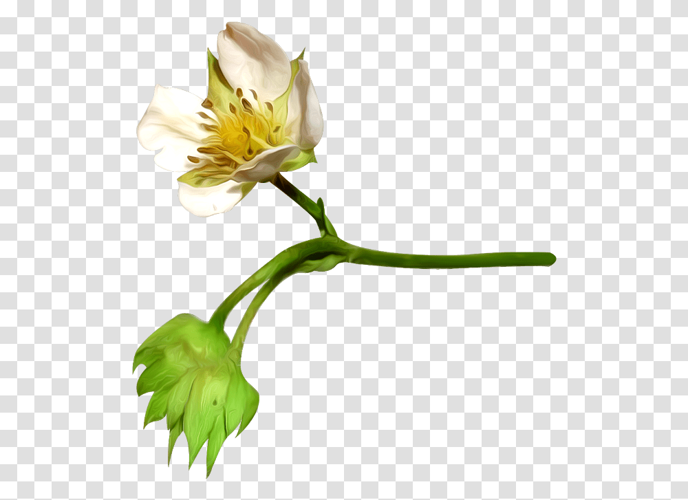 Flower Petal Cotton Plant Image With Flower, Blossom, Anther, Pollen, Aquilegia Transparent Png