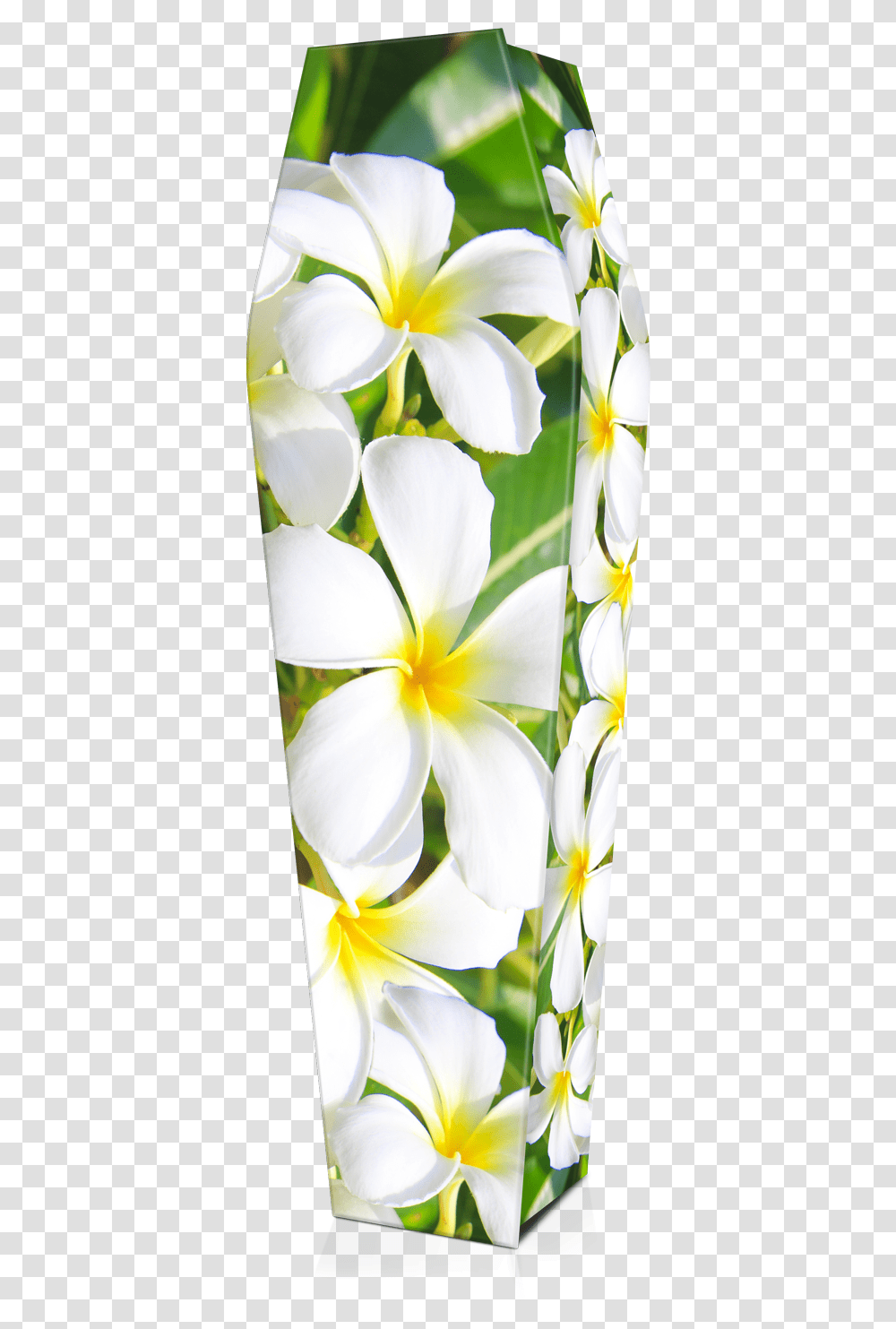 Flower, Petal, Plant, Iris, Anther Transparent Png