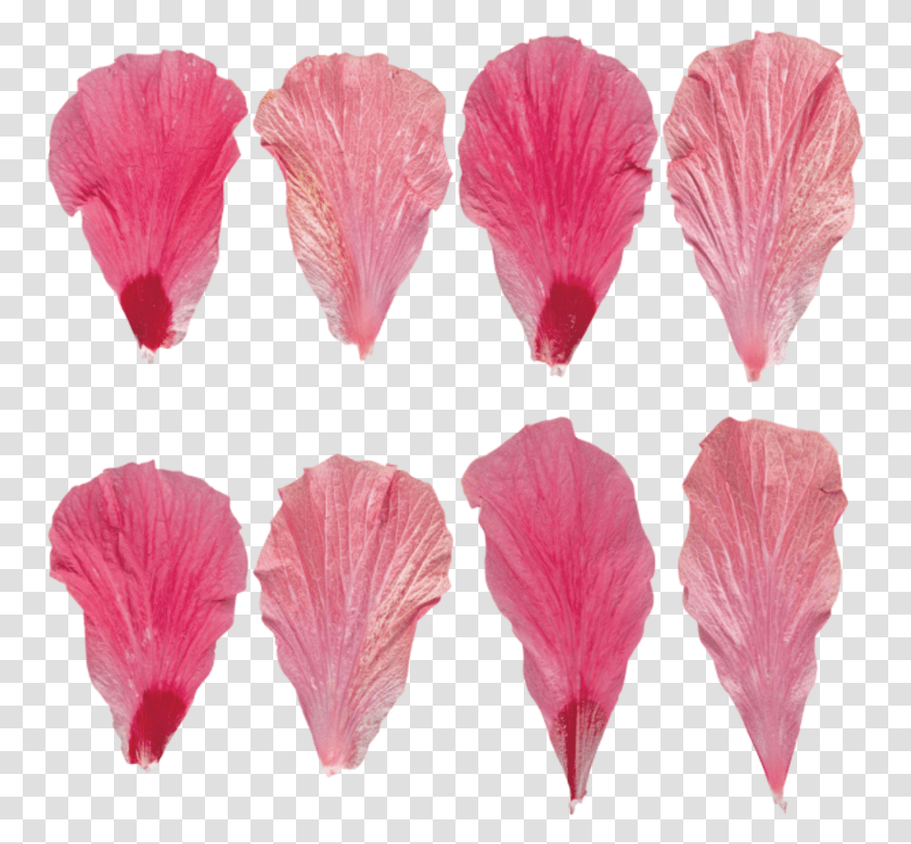 Flower Petal Textures, Plant, Blossom, Hibiscus, Geranium Transparent Png