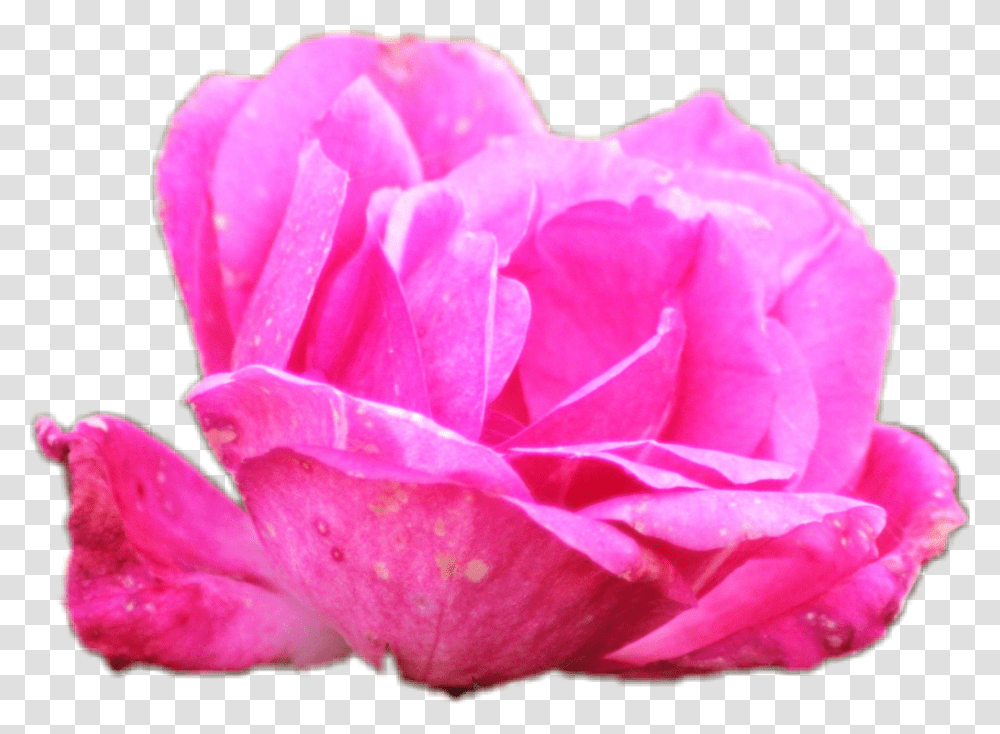 Flower Petals Garden Roses, Plant, Blossom, Carnation, Peony Transparent Png