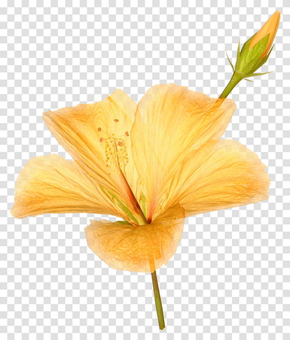 Flower Photograph, Plant, Hibiscus, Blossom, Petal Transparent Png