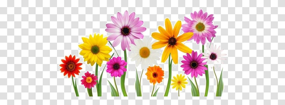 Flower Pic Arts Flower In File, Plant, Daisy, Daisies, Blossom Transparent Png