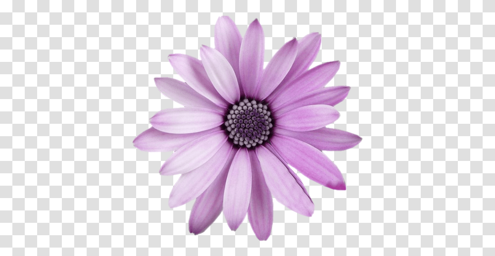 Flower Picture 2229445 Background Flowers, Plant, Daisy, Daisies, Blossom Transparent Png