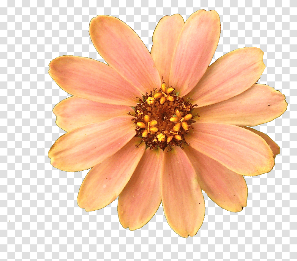 Flower Picture Flower, Plant, Blossom, Daisy, Daisies Transparent Png